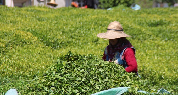 Çay Kanunu’nda yeni düzenleme: İdari para cezaları getiriliyor