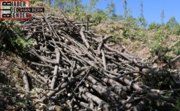 Hozat’taki ağaç katliamı 5 aydır hız kesmeden sürüyor