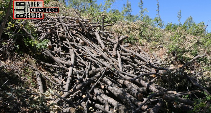 Hozat’taki ağaç katliamı 5 aydır hız kesmeden sürüyor