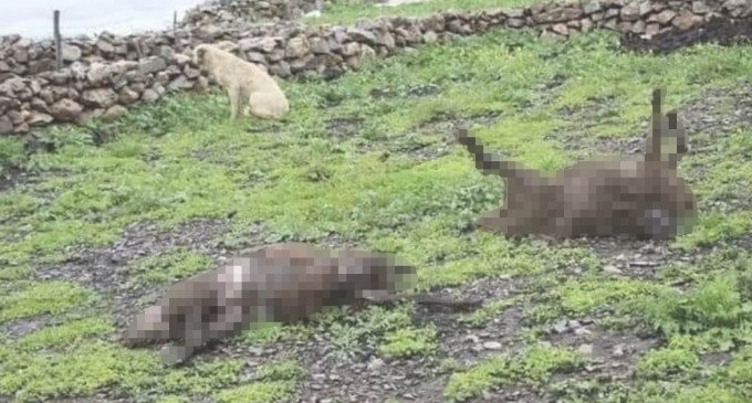 Cudi’de 205 küçükbaş hayvan öldü