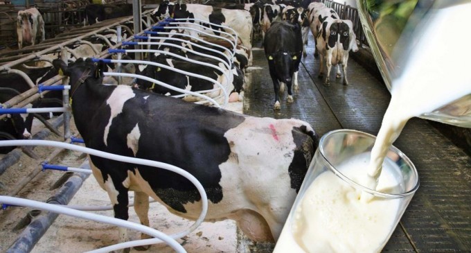 2022’de çiğ süt üretimi 7,1 oranında azaldı