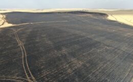 Amed’de 700 dönümlük buğday tarlası kül oldu