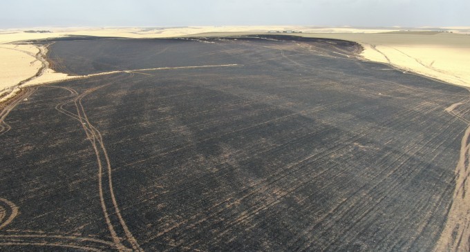 Amed’de 700 dönümlük buğday tarlası kül oldu