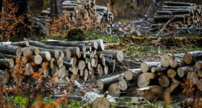 Bazyani: Türkiye Behdinan’da 4 milyon ağaç kesti